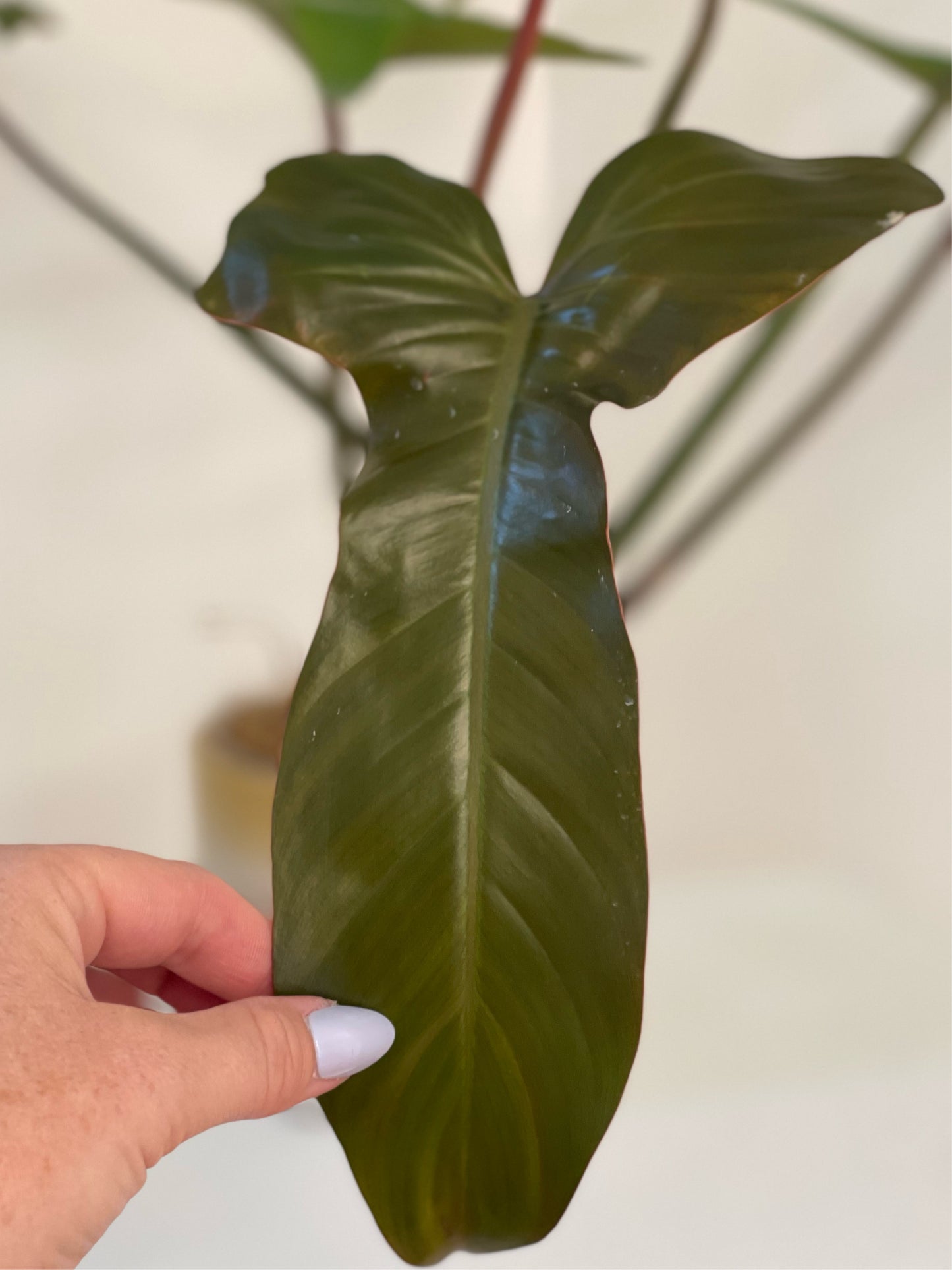 4” Philodendron Florida Bronze