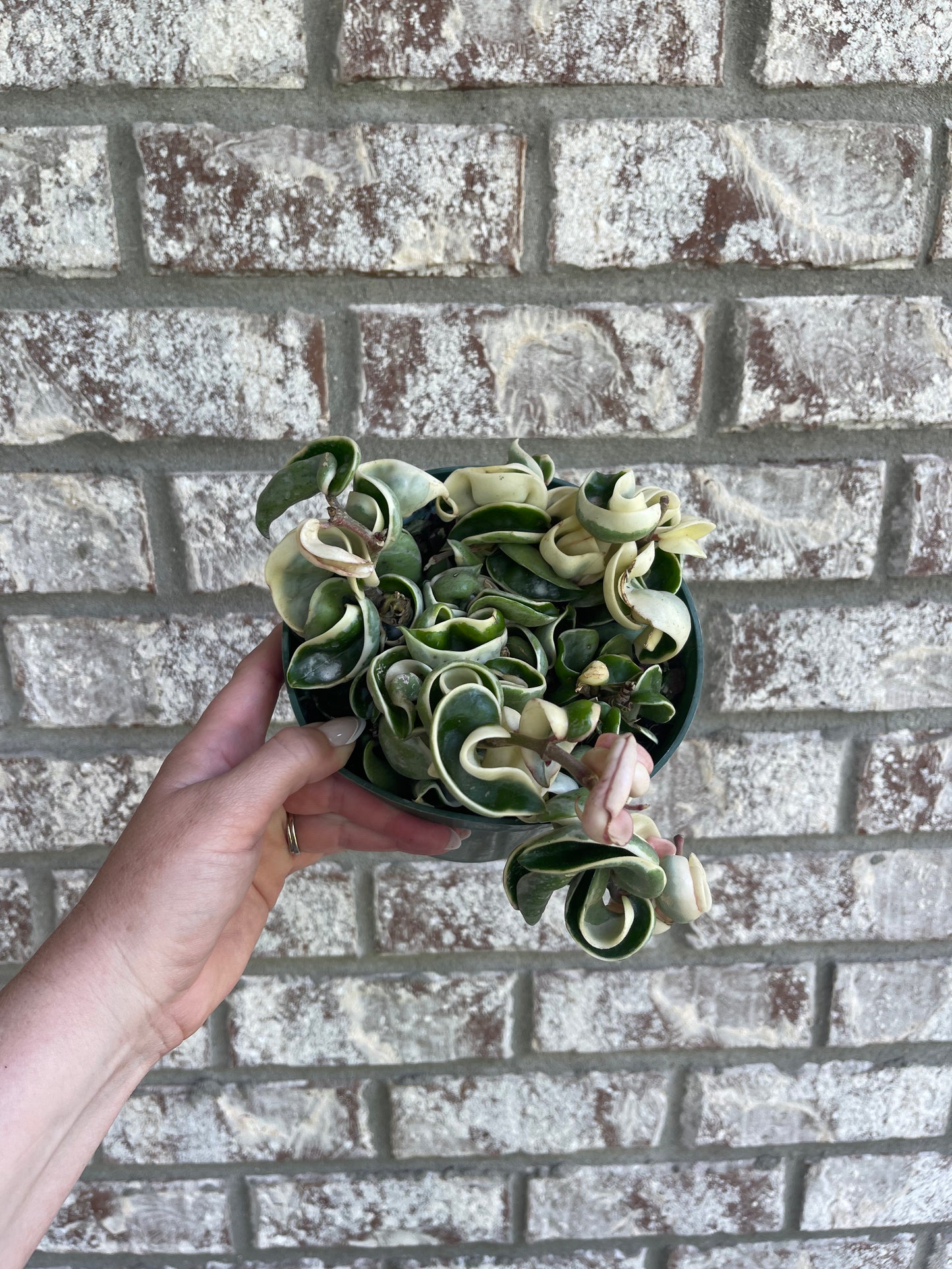 6” Hoya Compacta Variegated