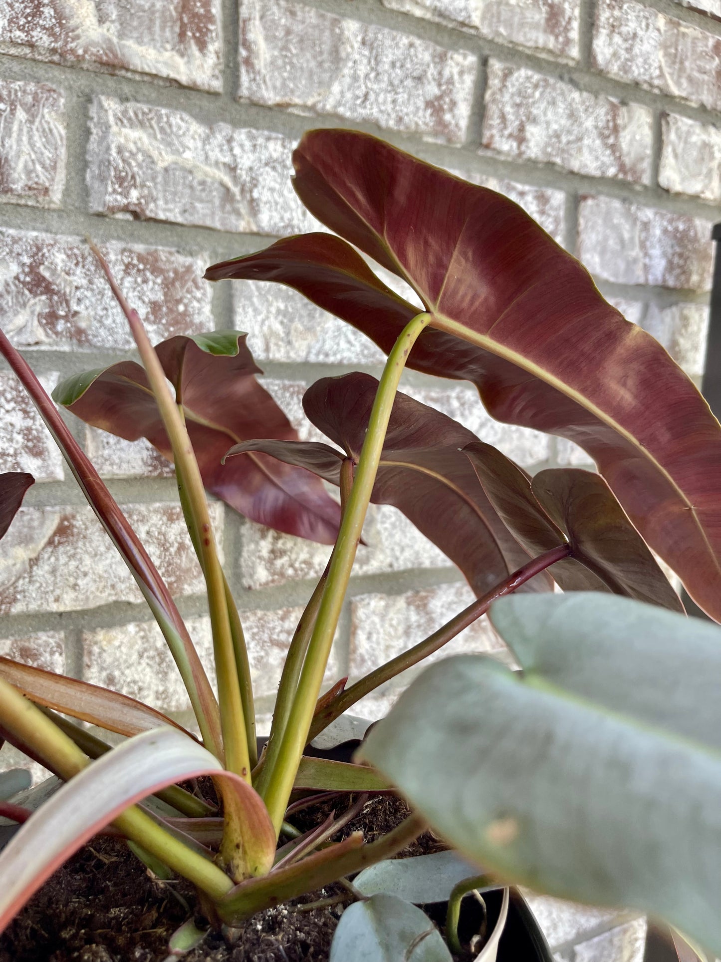 4" Philodendron Atabapoense