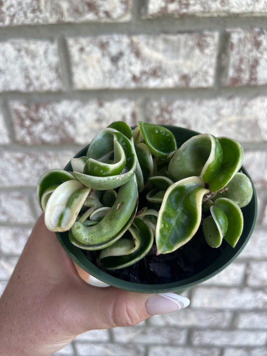 4" Hoya Compacta Variegated