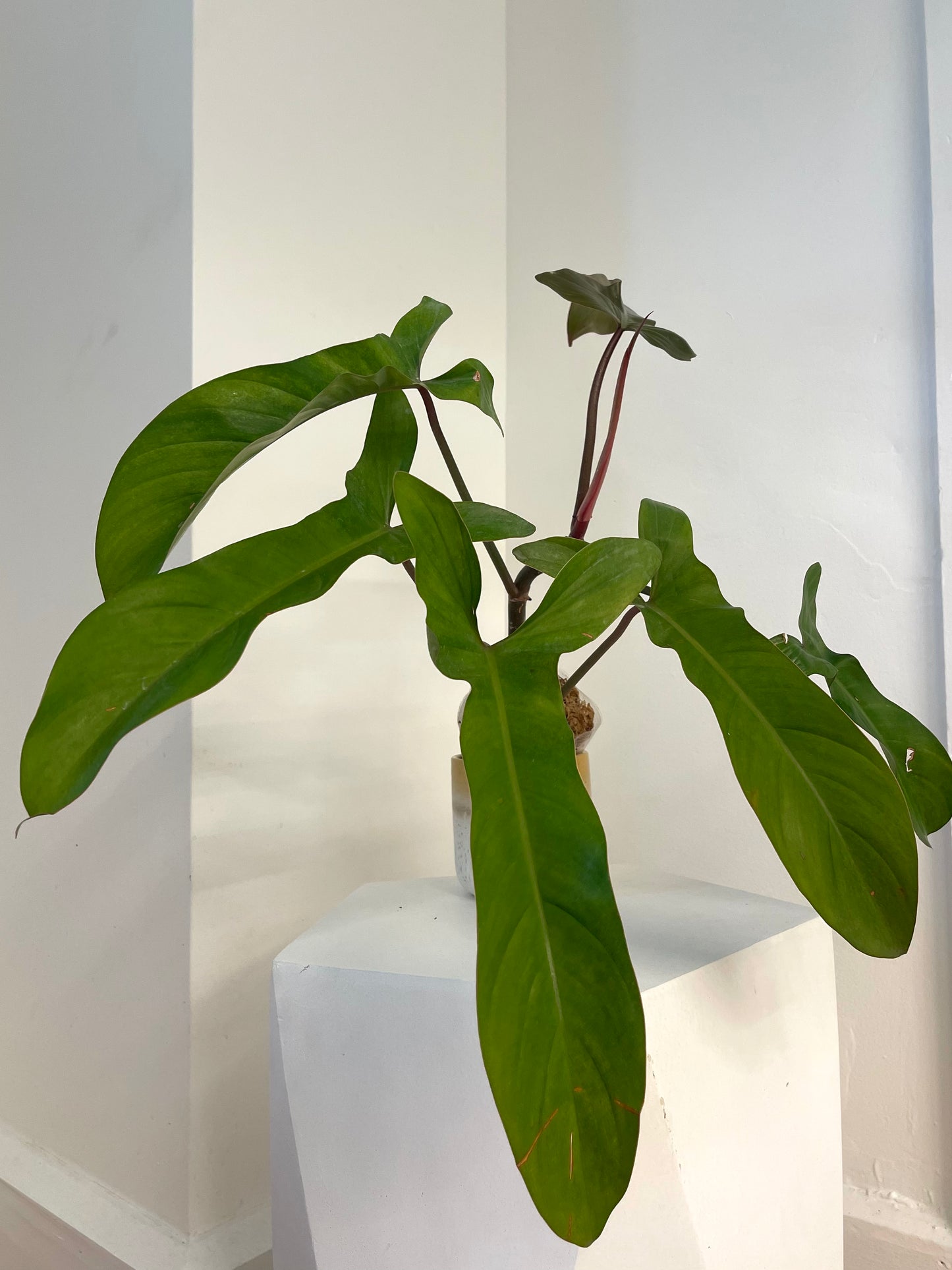4” Philodendron Florida Bronze