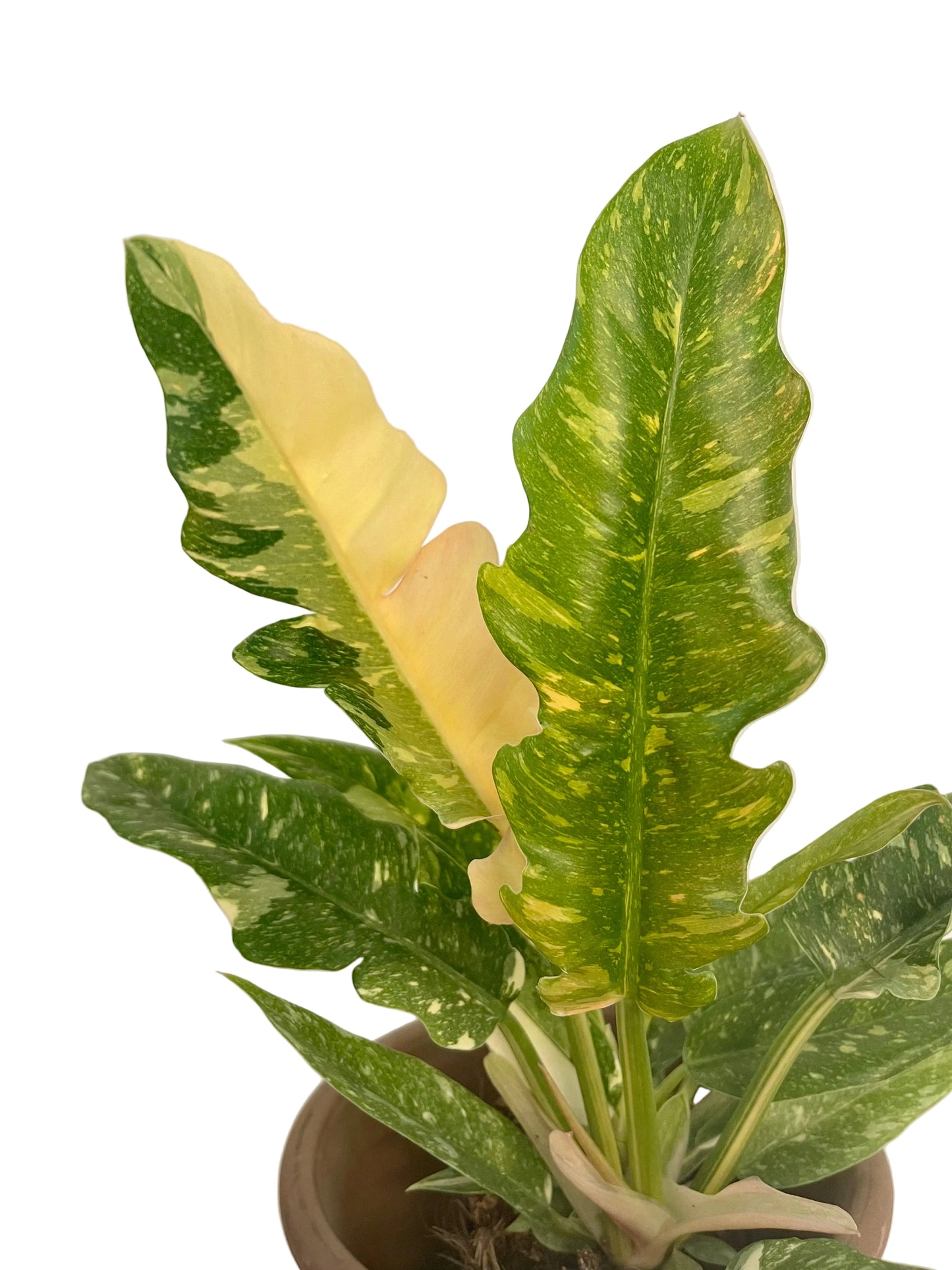 4.5” Philodendron Ring of Fire