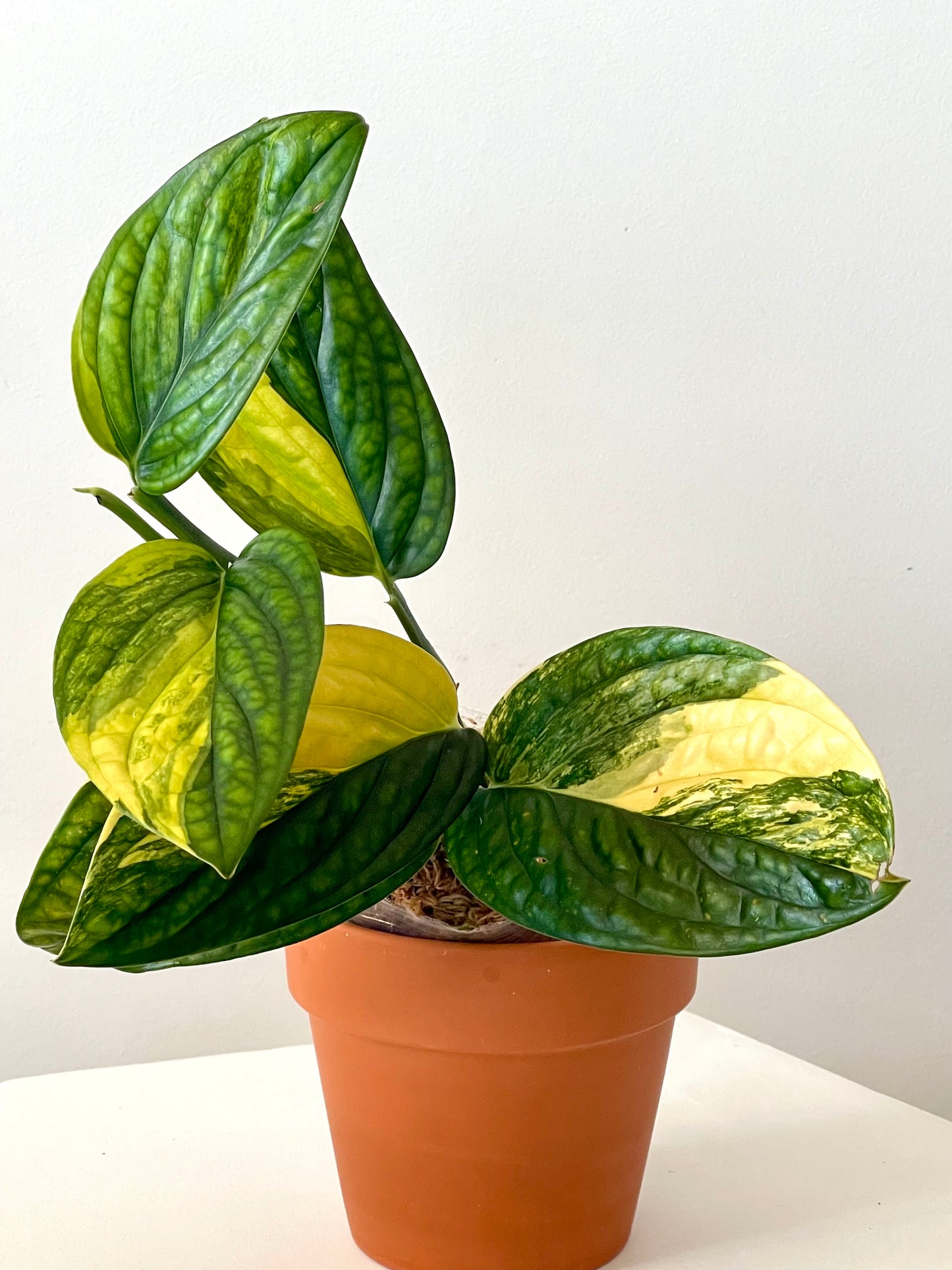 3" Monstera Peru Variegated